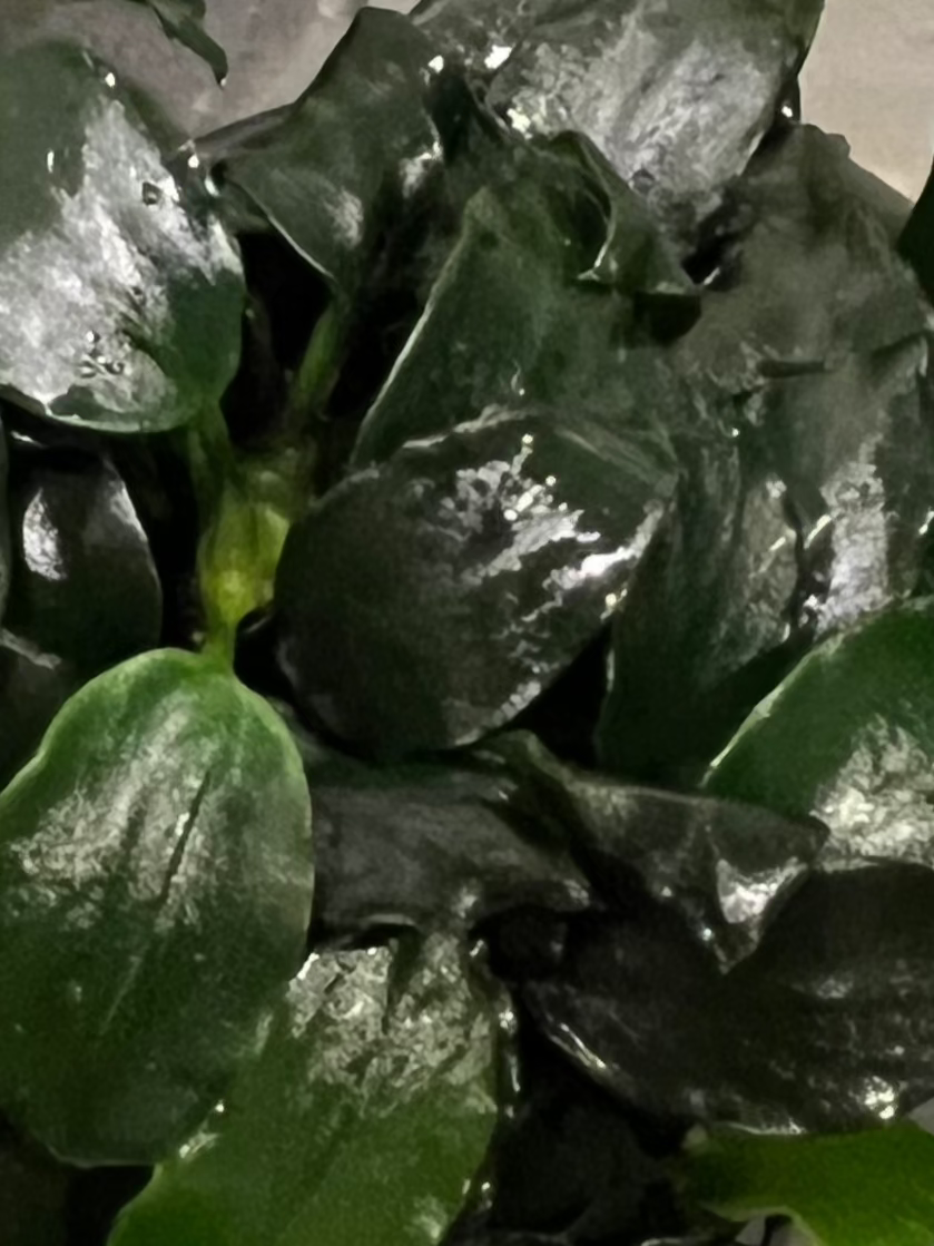 Anubias Barteri var Nana Dark (rare)