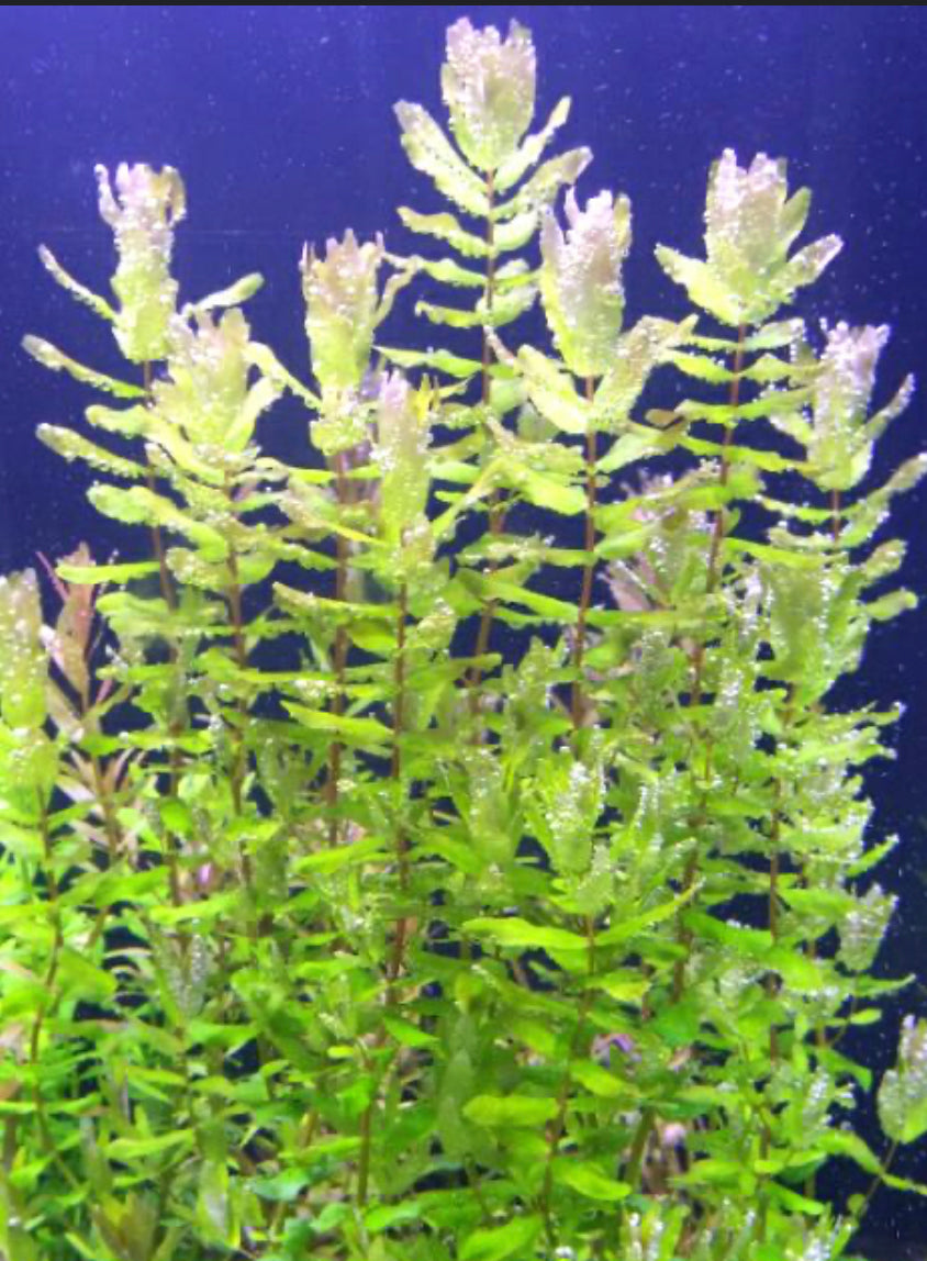 Rotala Macrandra green