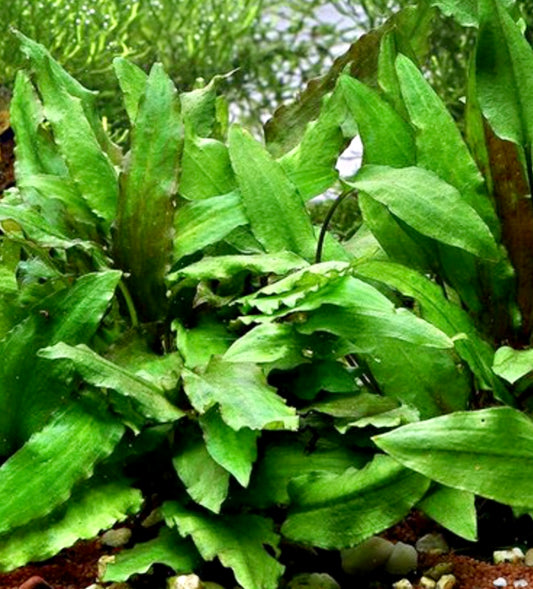 Cryptocoryne Wendtii Green