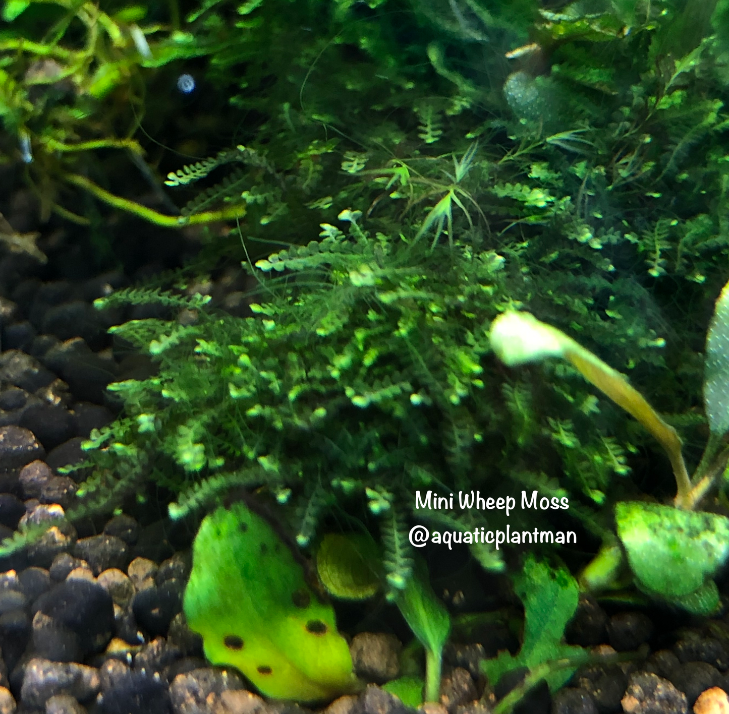 Mini weeping (java spring) moss "rare"