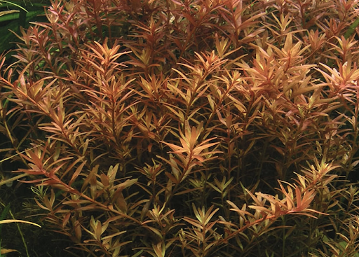 Rotala Indica