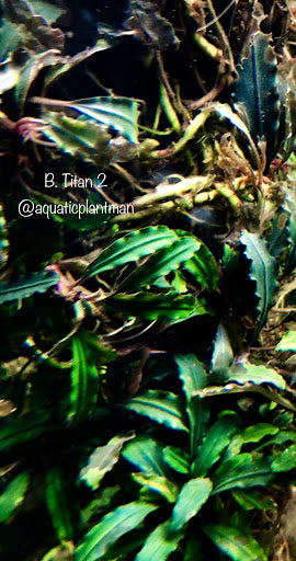 Bucephalandra Titan – Aquatic Plant Man