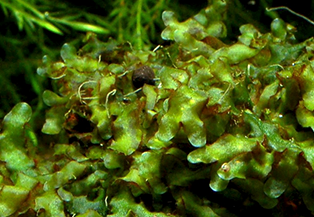 Wave moss Loxogramme Sp
