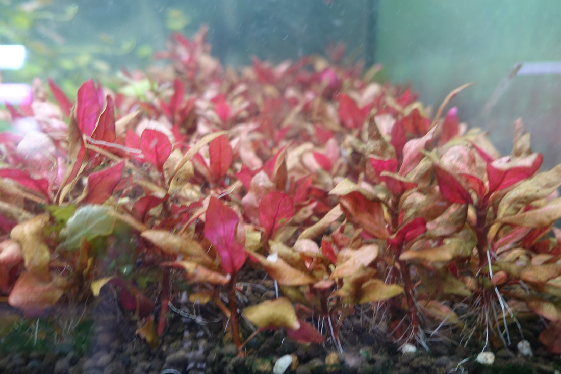 Alternanthera Reineckii ‘Rosanervig’: The Plant That Refuses to Blend In