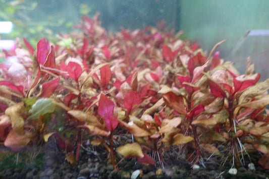 Alternanthera Reineckii ‘Rosanervig’: The Plant That Refuses to Blend In