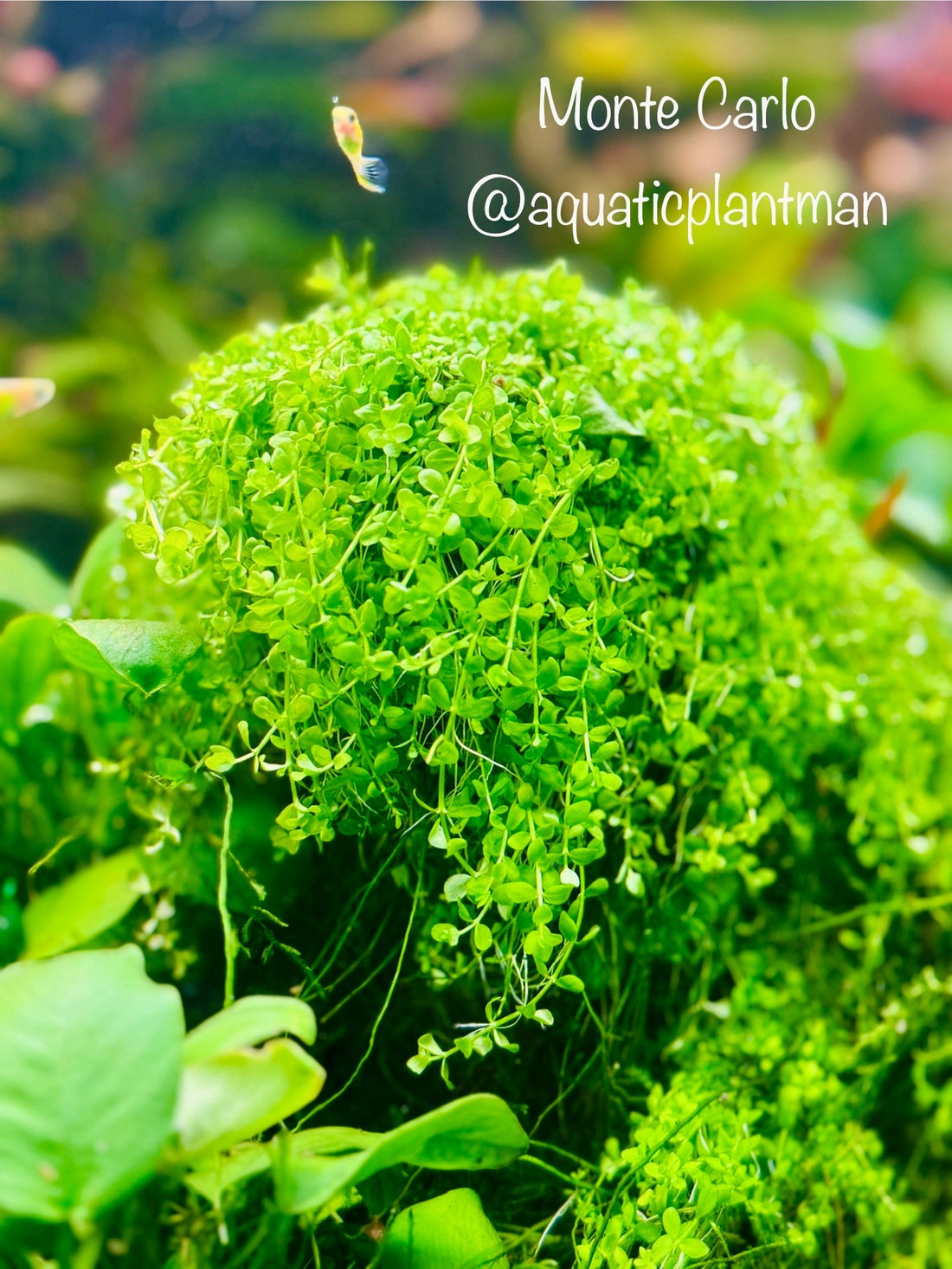 Monte Carlo Micranthemum (Micranthemum tweediei): The Ultimate Guide