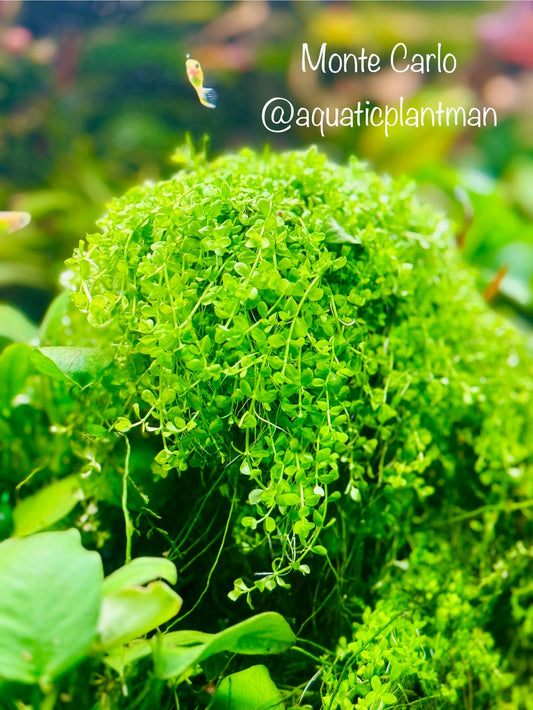 Monte Carlo Micranthemum (Micranthemum tweediei): The Ultimate Guide