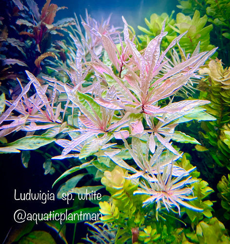 Growing tips for Ludwigia Inclinata sp. ‘White’ aquatic plant