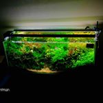 Aquatic Plant Packages