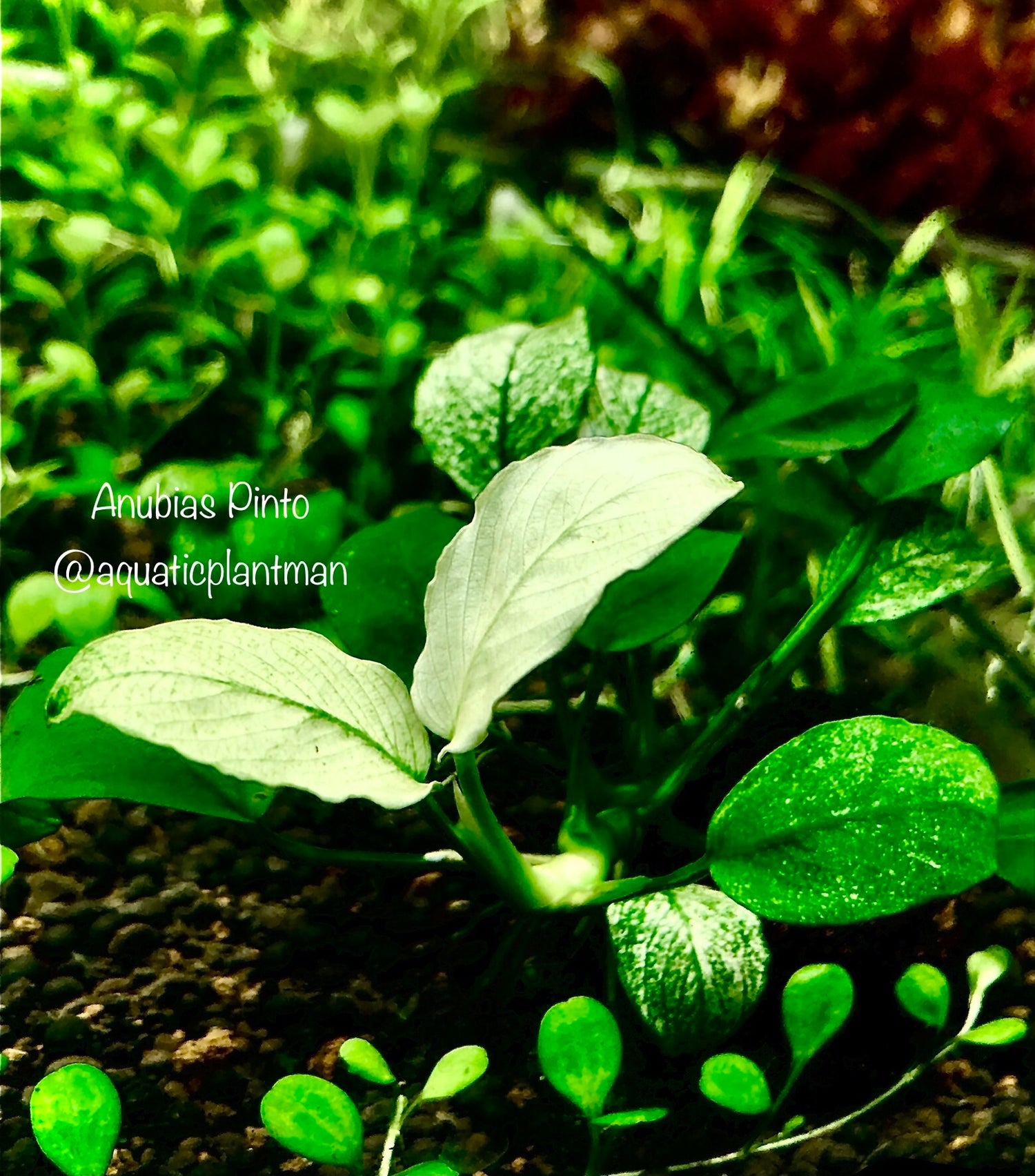 Rare Aquatic  Plants