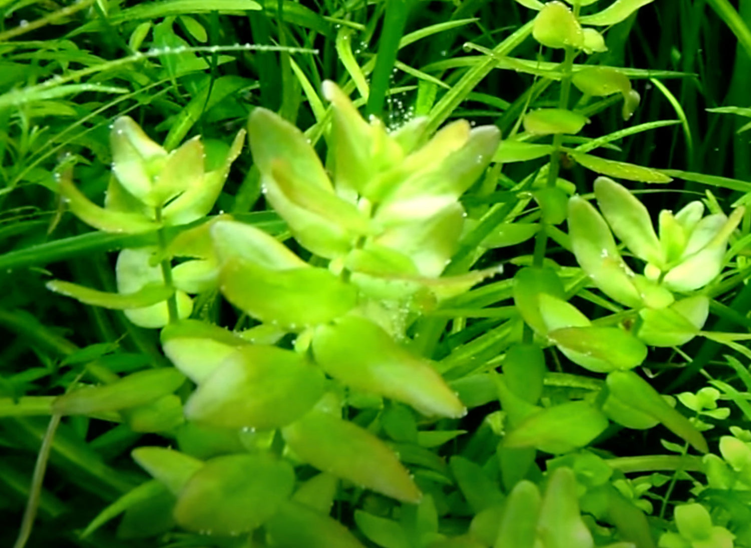 Easy Aquatic Plants