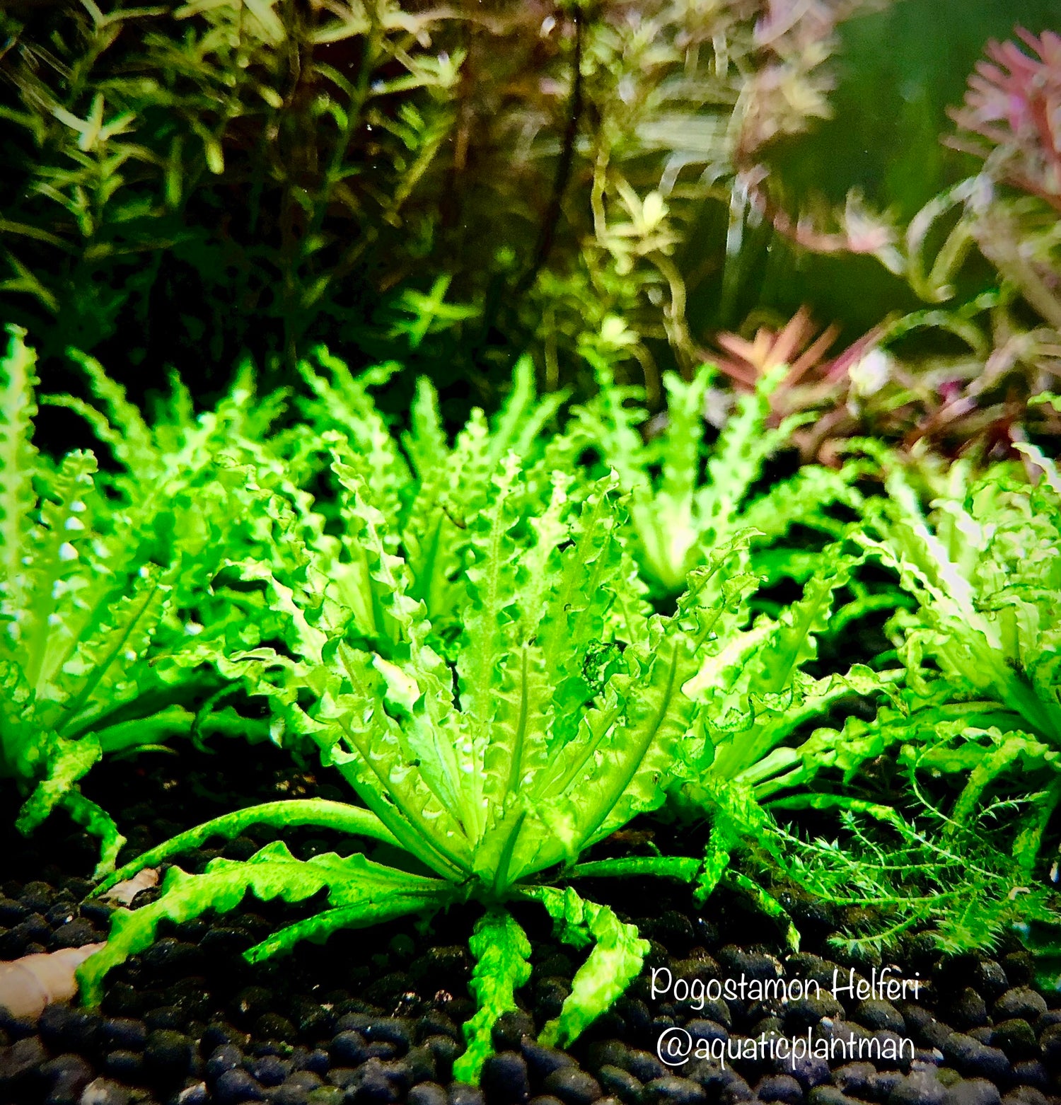 Midground Aquatic Plants
