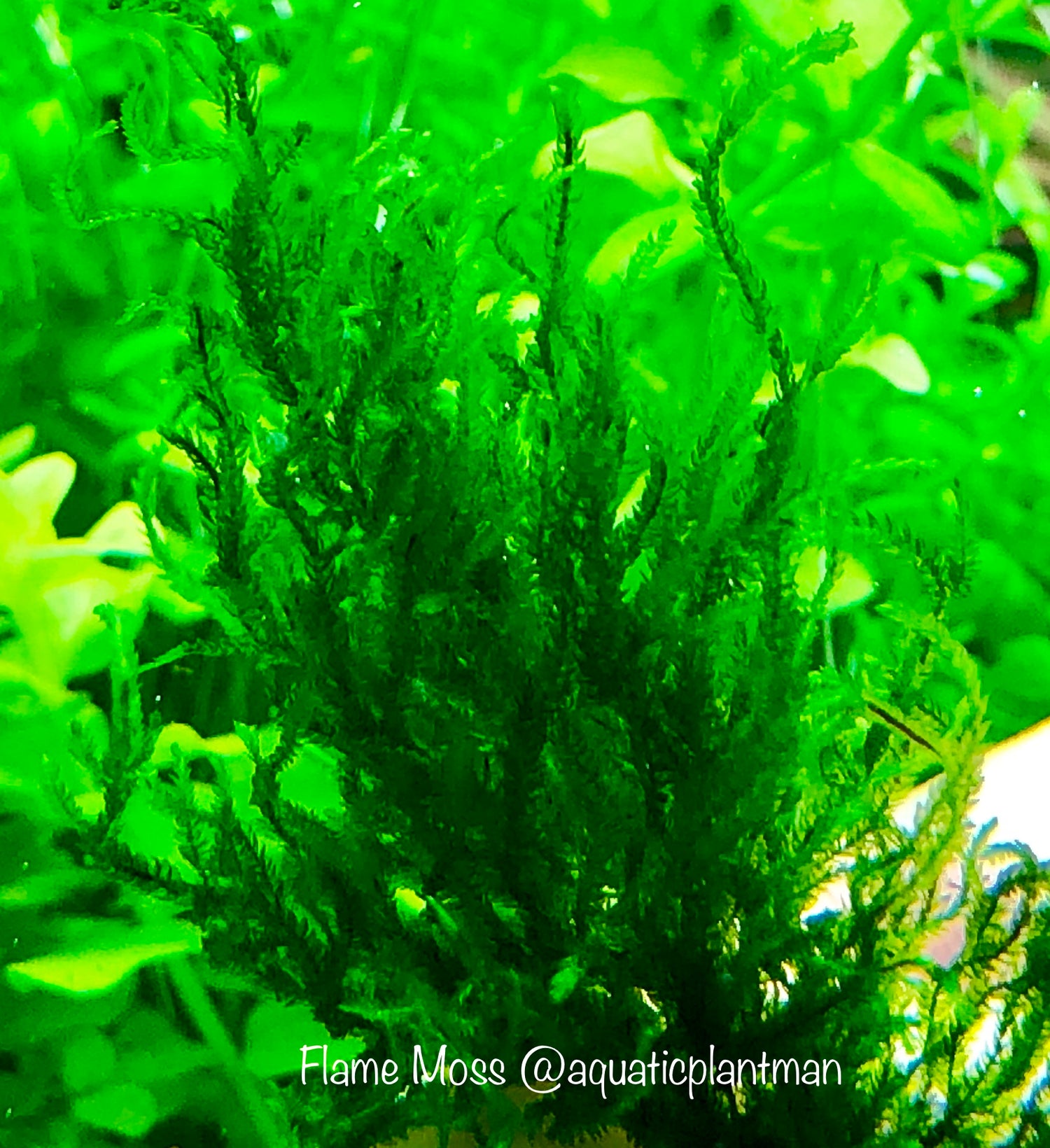 Aquatic Moss