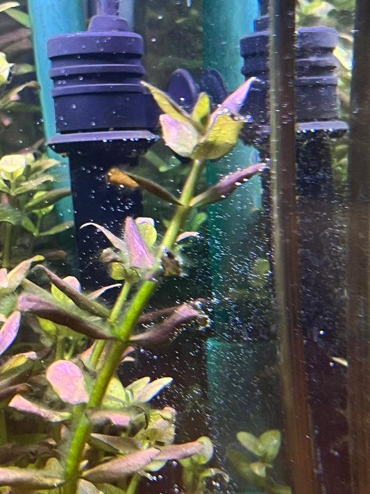 Bacopa Salzmanni sp. Araguaia