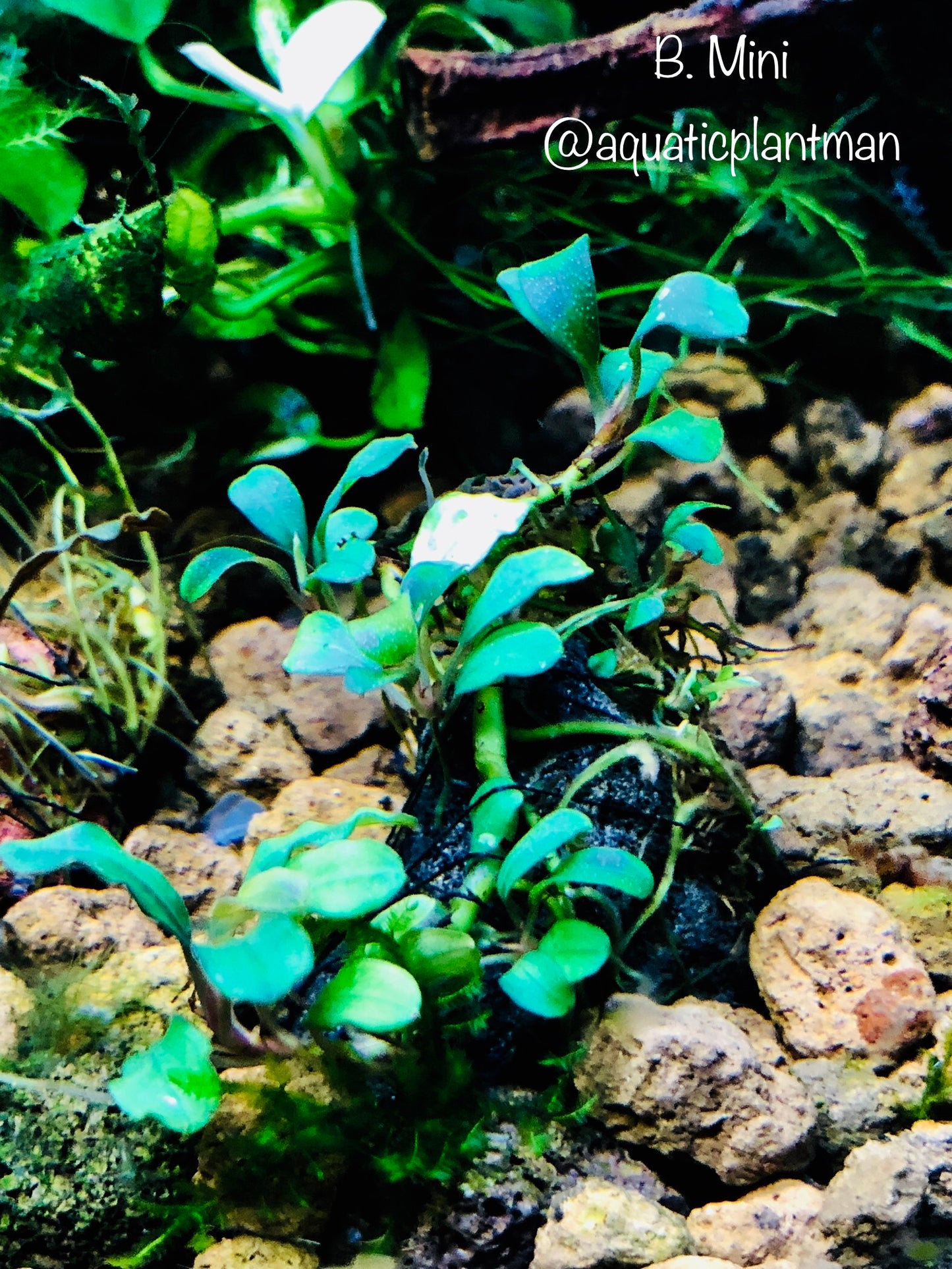 Bucephalandra Bundle Package (Best value!)