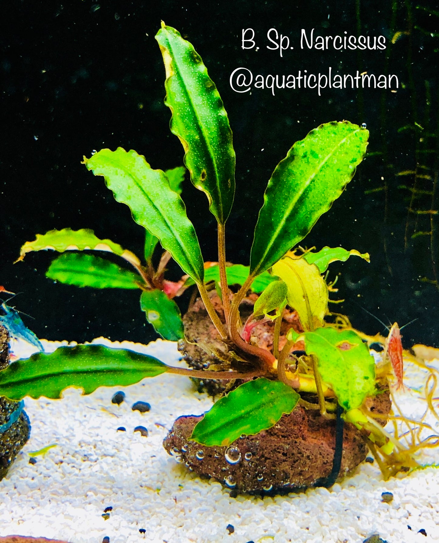 Bucephalandra Bundle Package (Best value!)