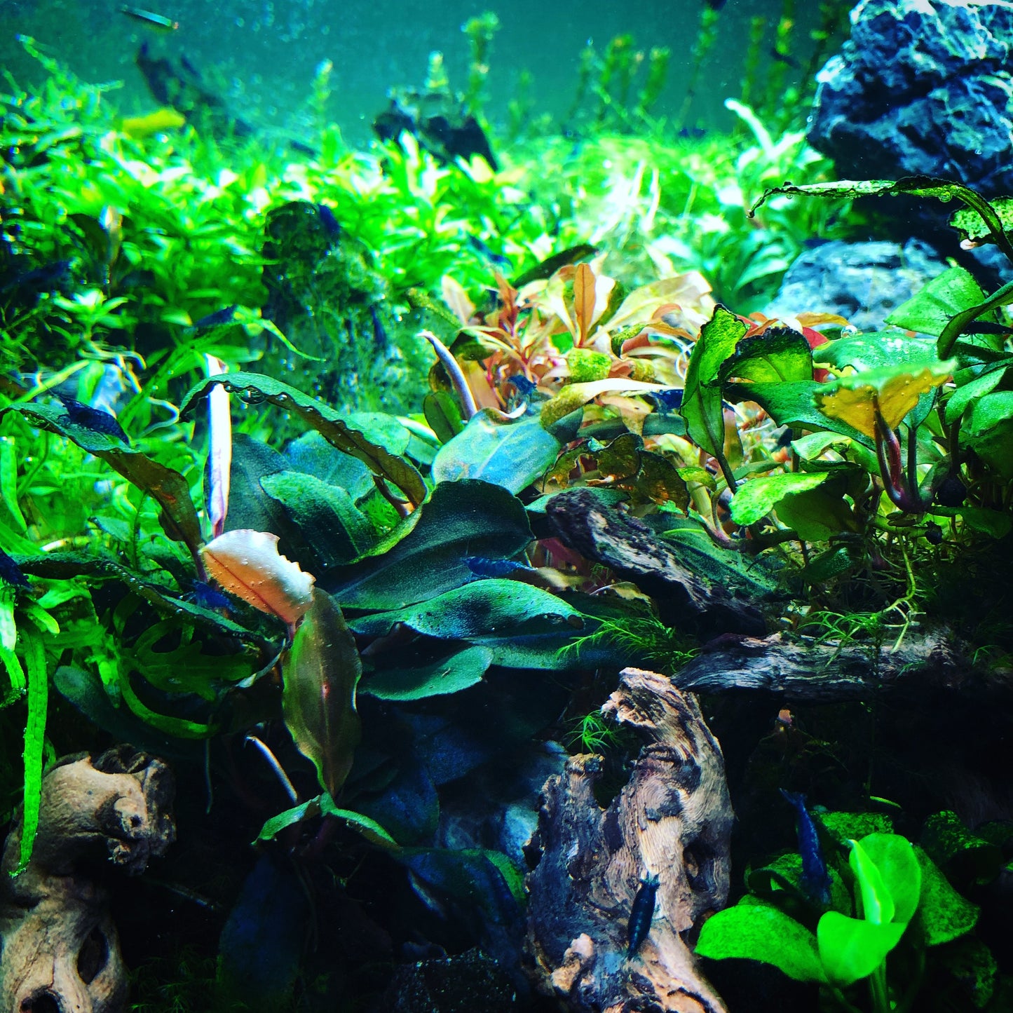 Bucephalandra Bundle Package (Best value!)