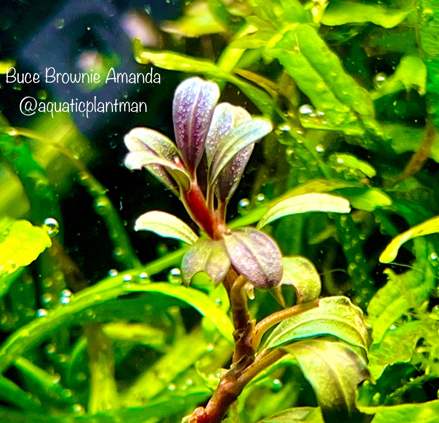 Bucephalandra Bundle Package (Best value!)