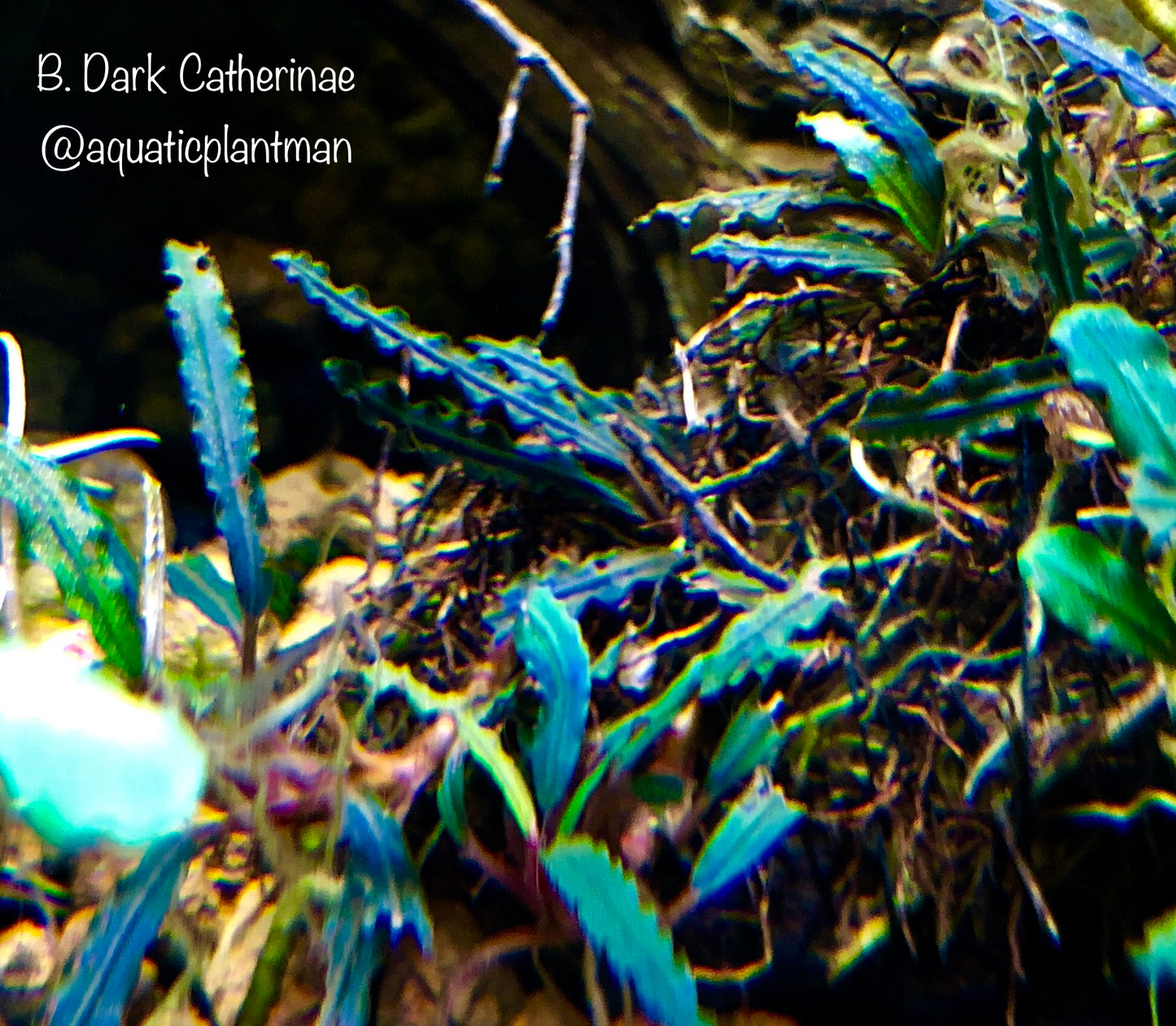 Bucephalandra Bundle Package (Best value!)