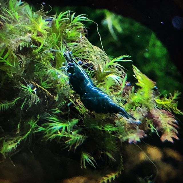 Green Jade Shrimp
