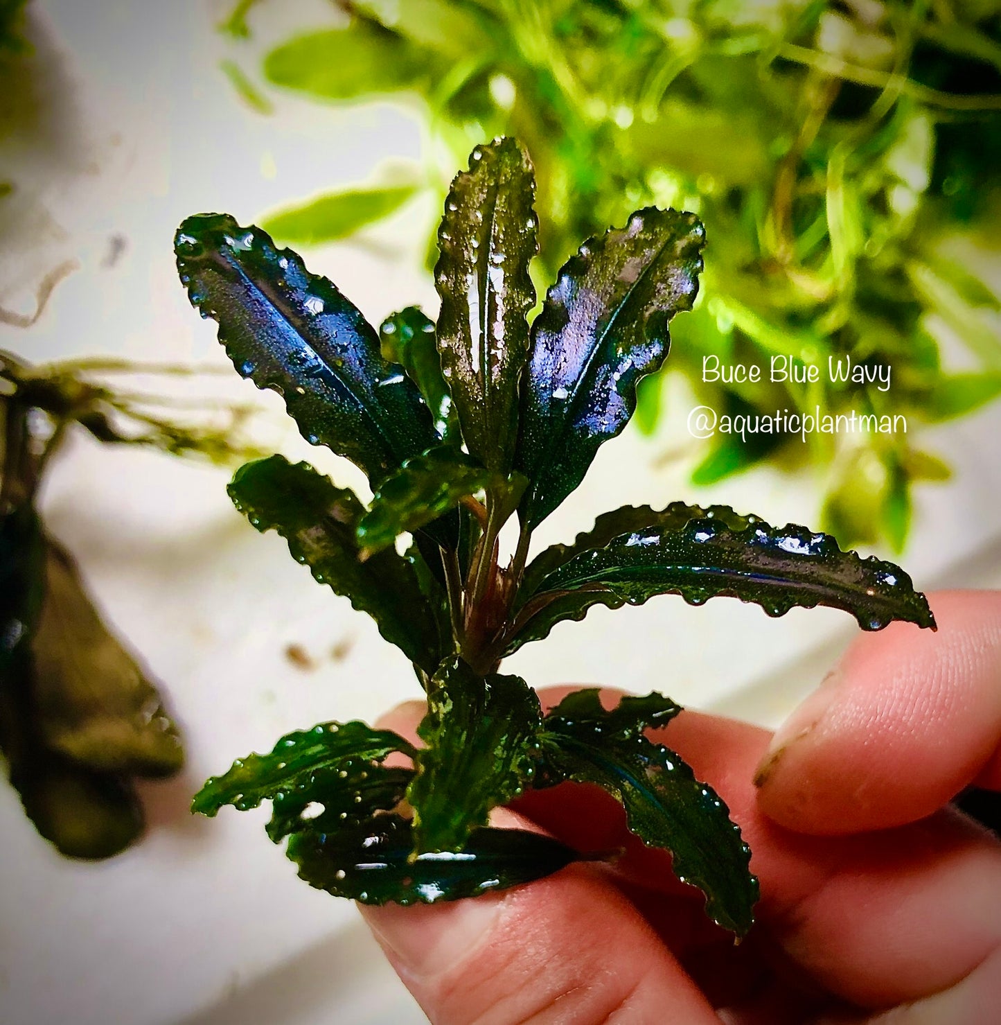 Bucephalandra Bundle Package (Best value!)