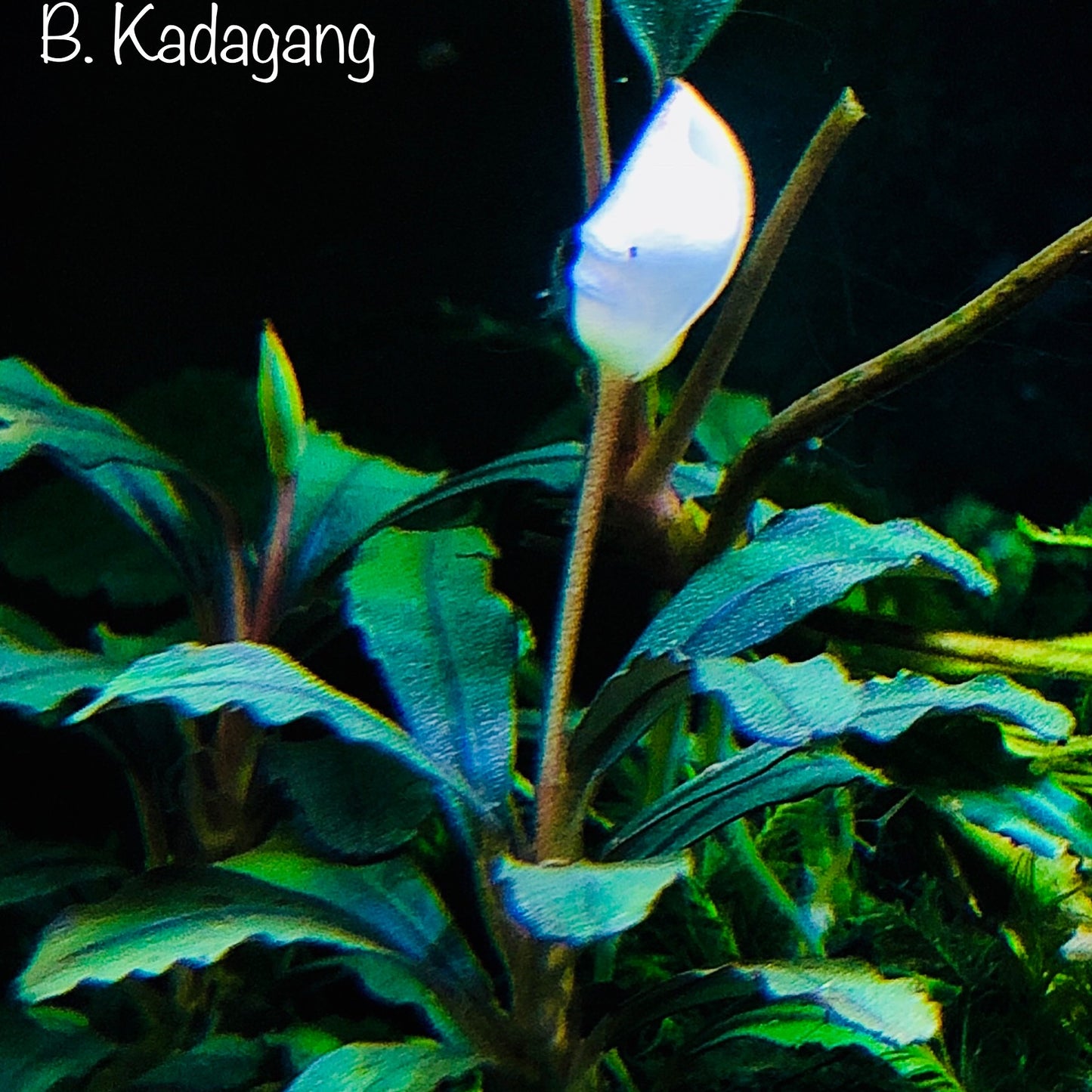 Bucephalandra Bundle Package (Best value!)