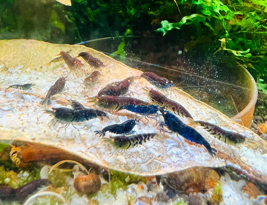 Orange eye blue tiger shrimp OEBT Blond (tap water)