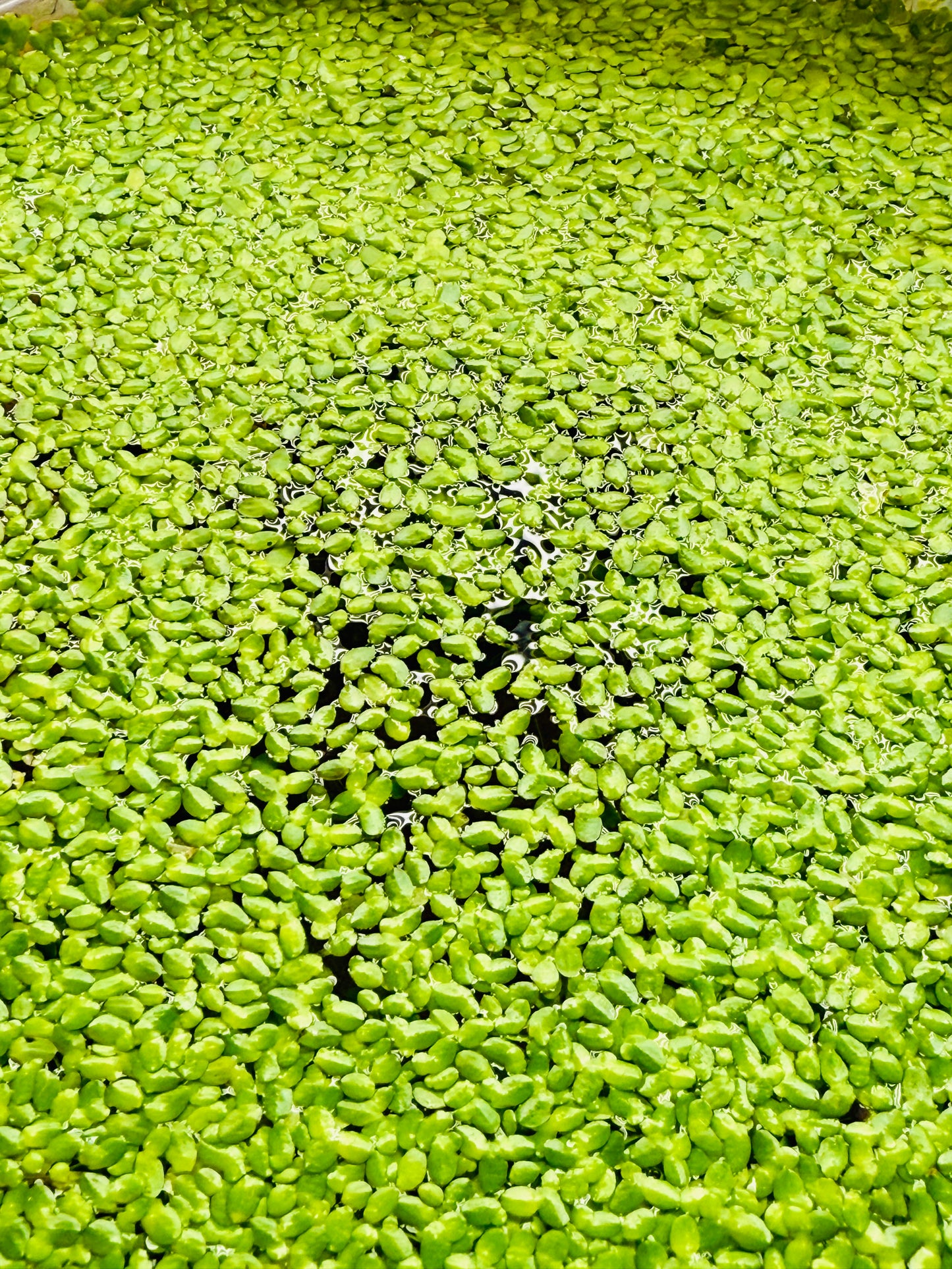 duck weed