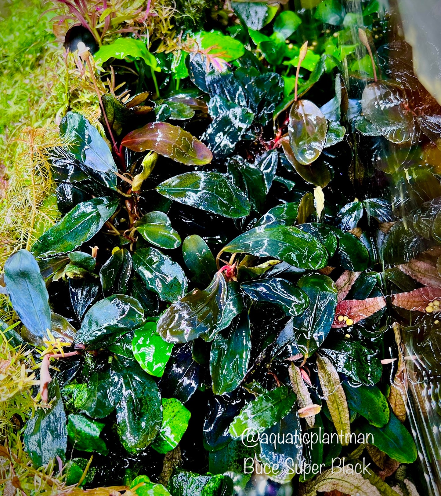 Bucephalandra Bundle Package (Best value!)