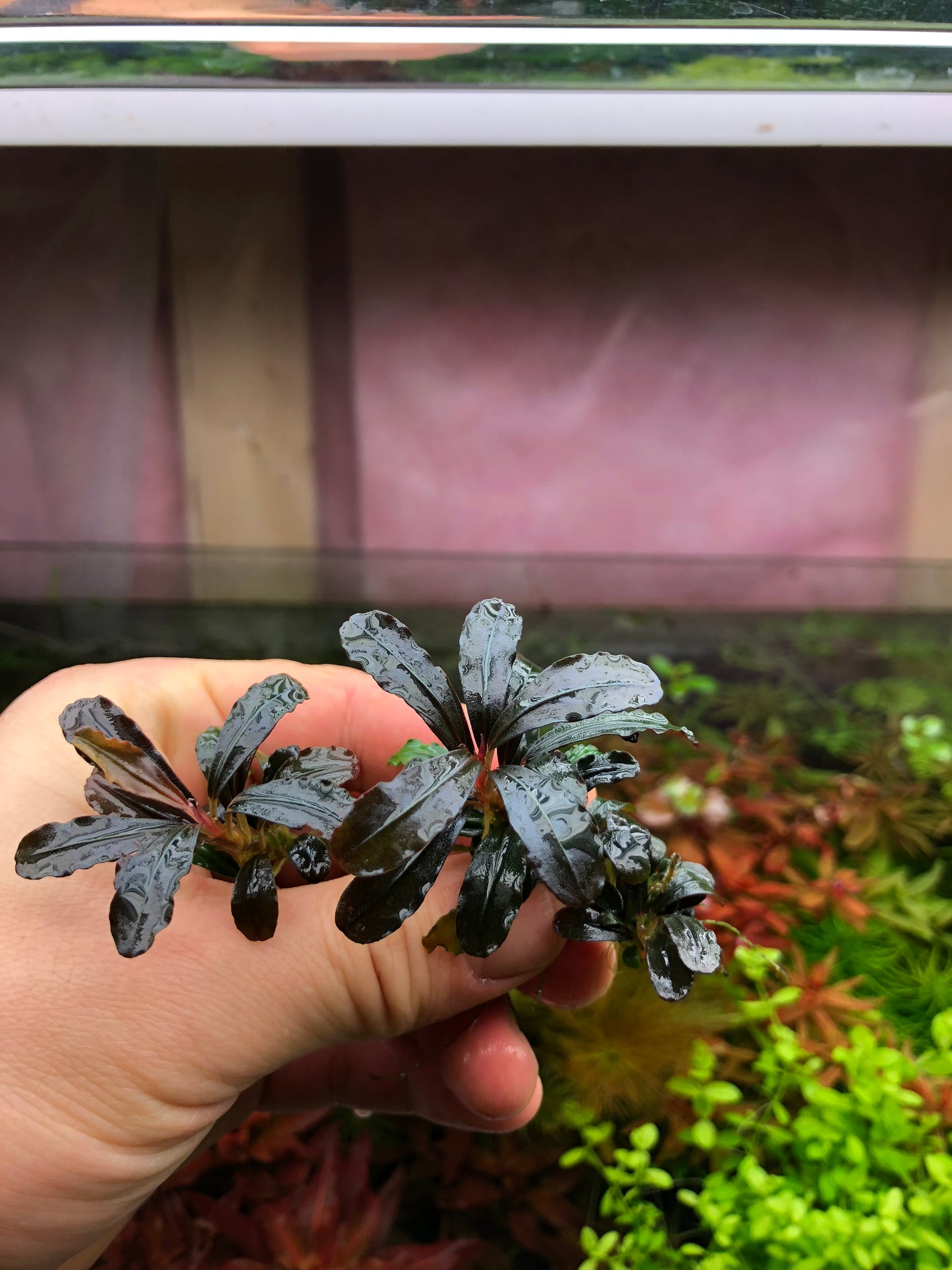 Bucephalandra Bundle Package (Best value!)