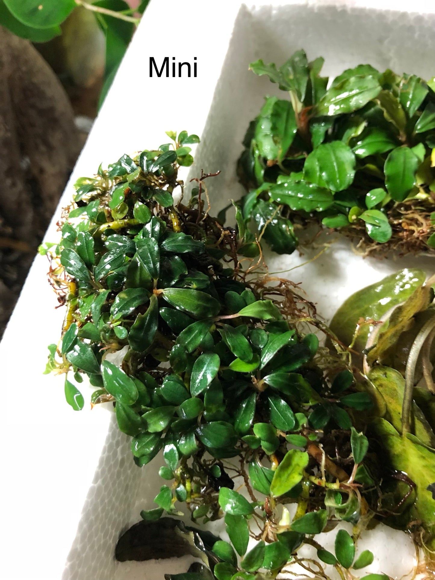 Bucephalandra Bundle Package (Best value!)