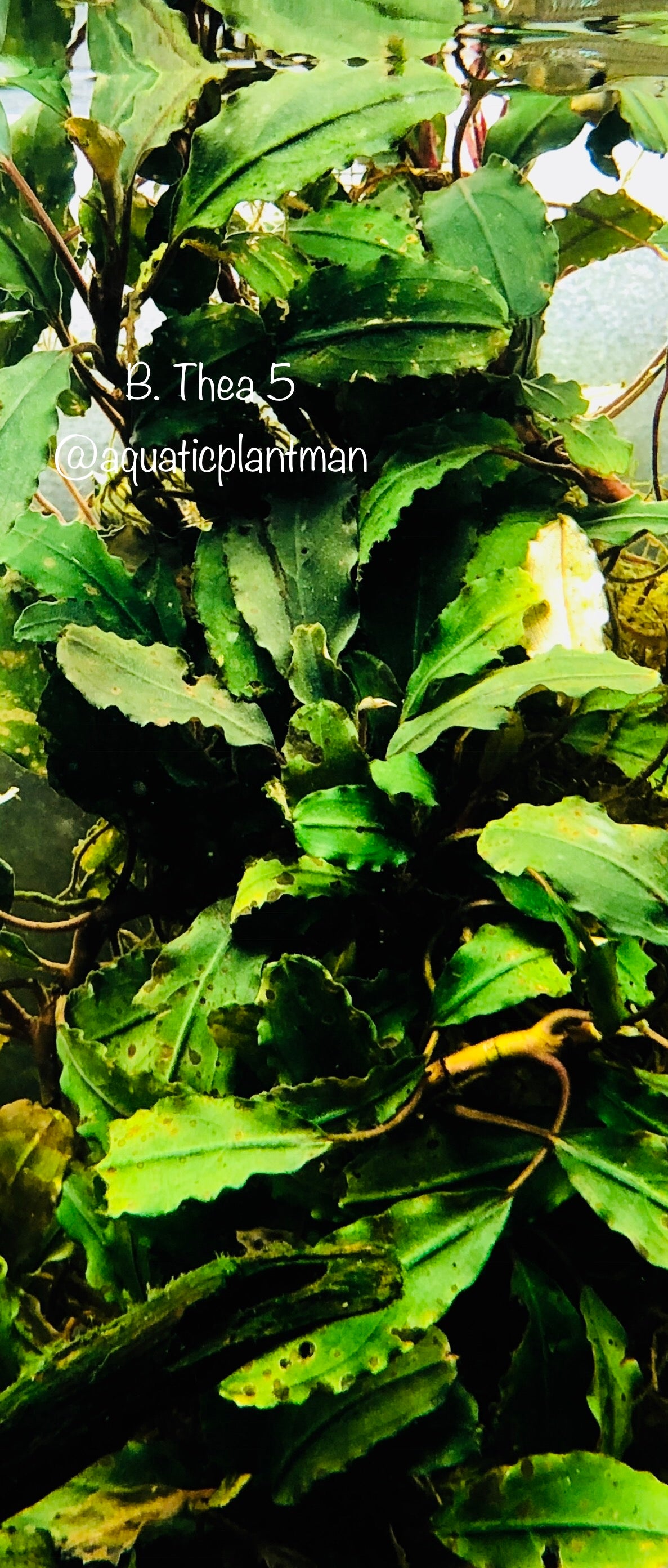 Bucephalandra Bundle Package (Best value!)