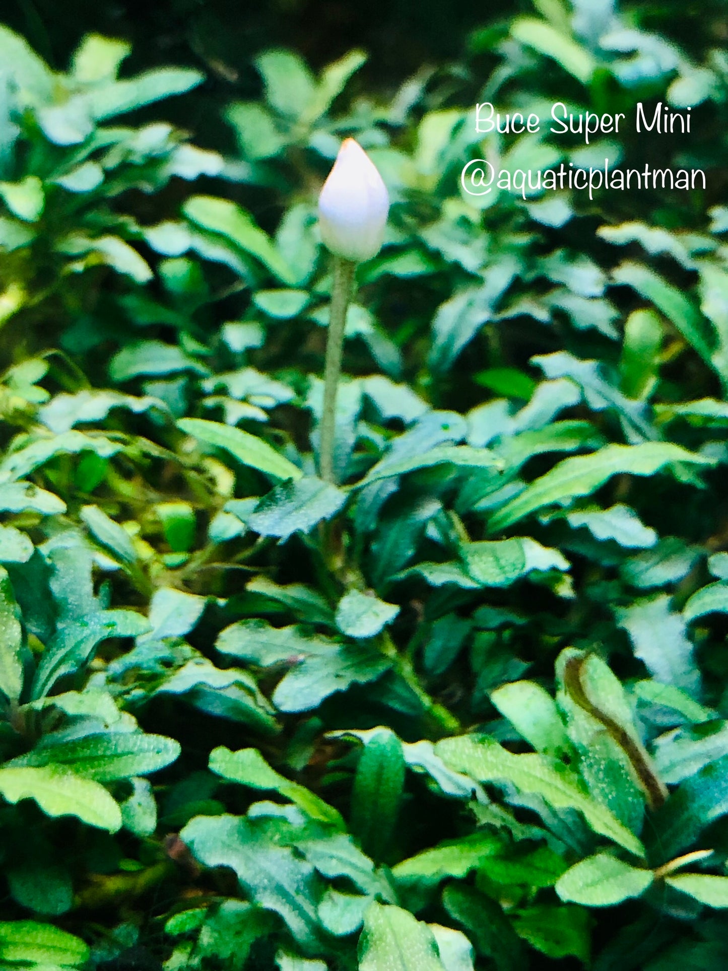 Bucephalandra Bundle Package (Best value!)