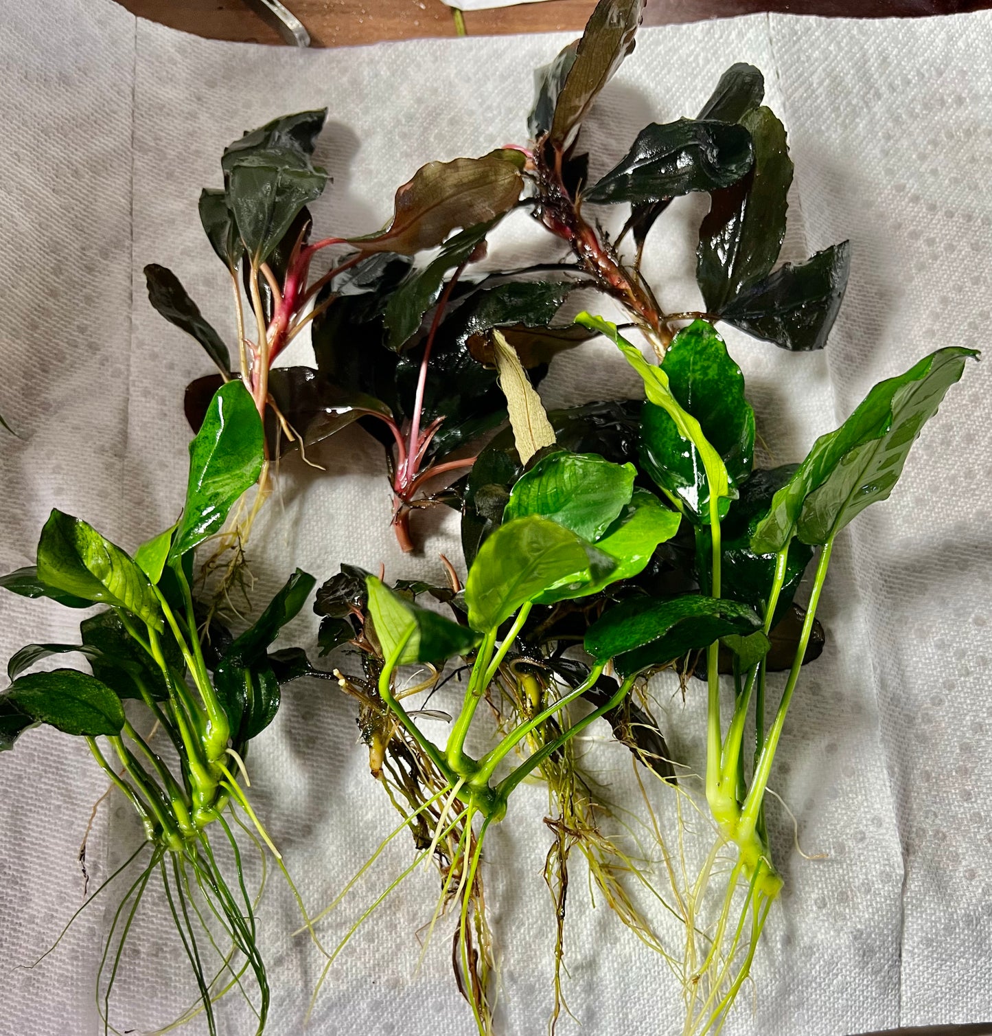 Bucephalandra Bundle Package (Best value!)