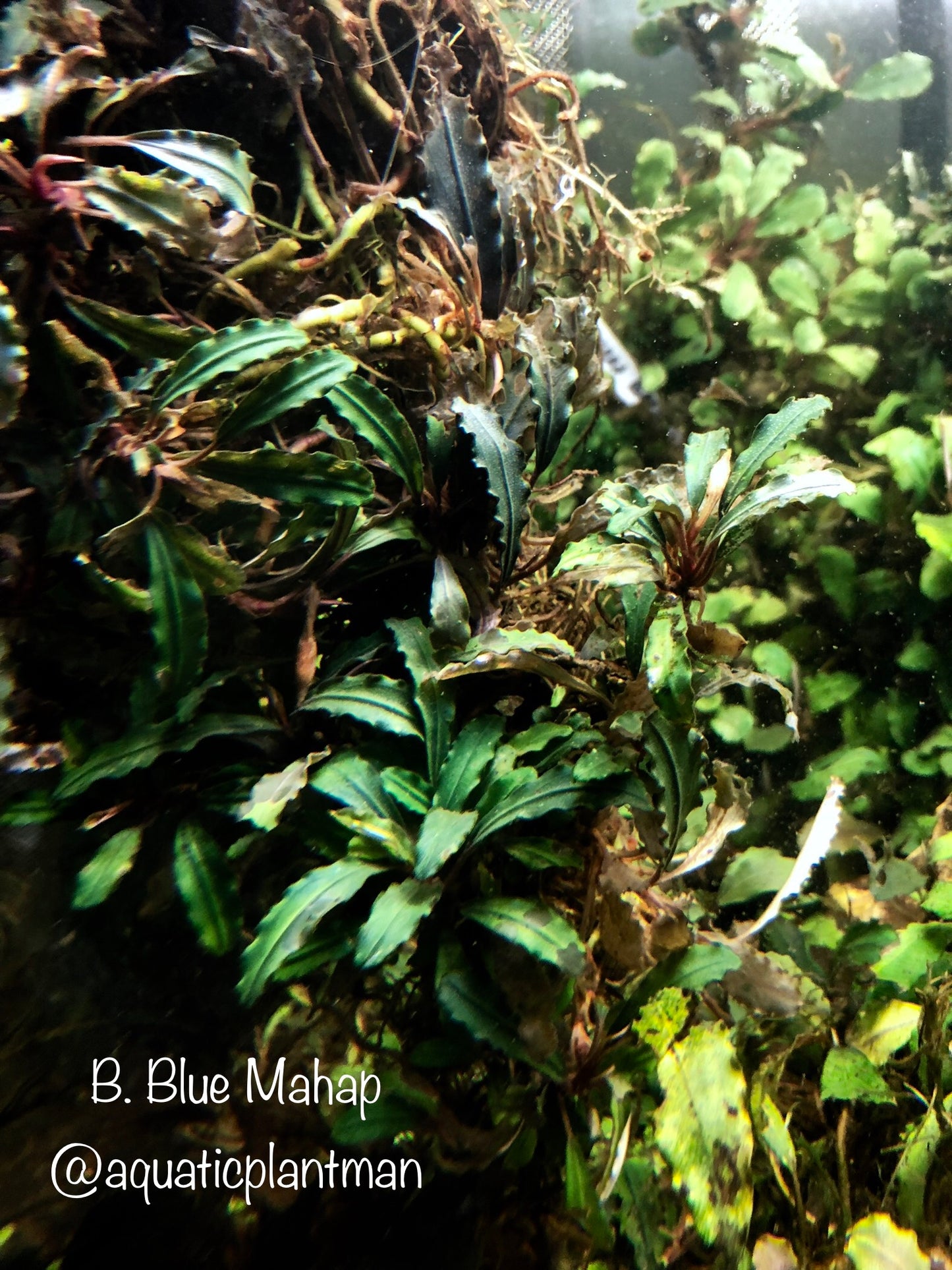 Bucephalandra Bundle Package (Best value!)