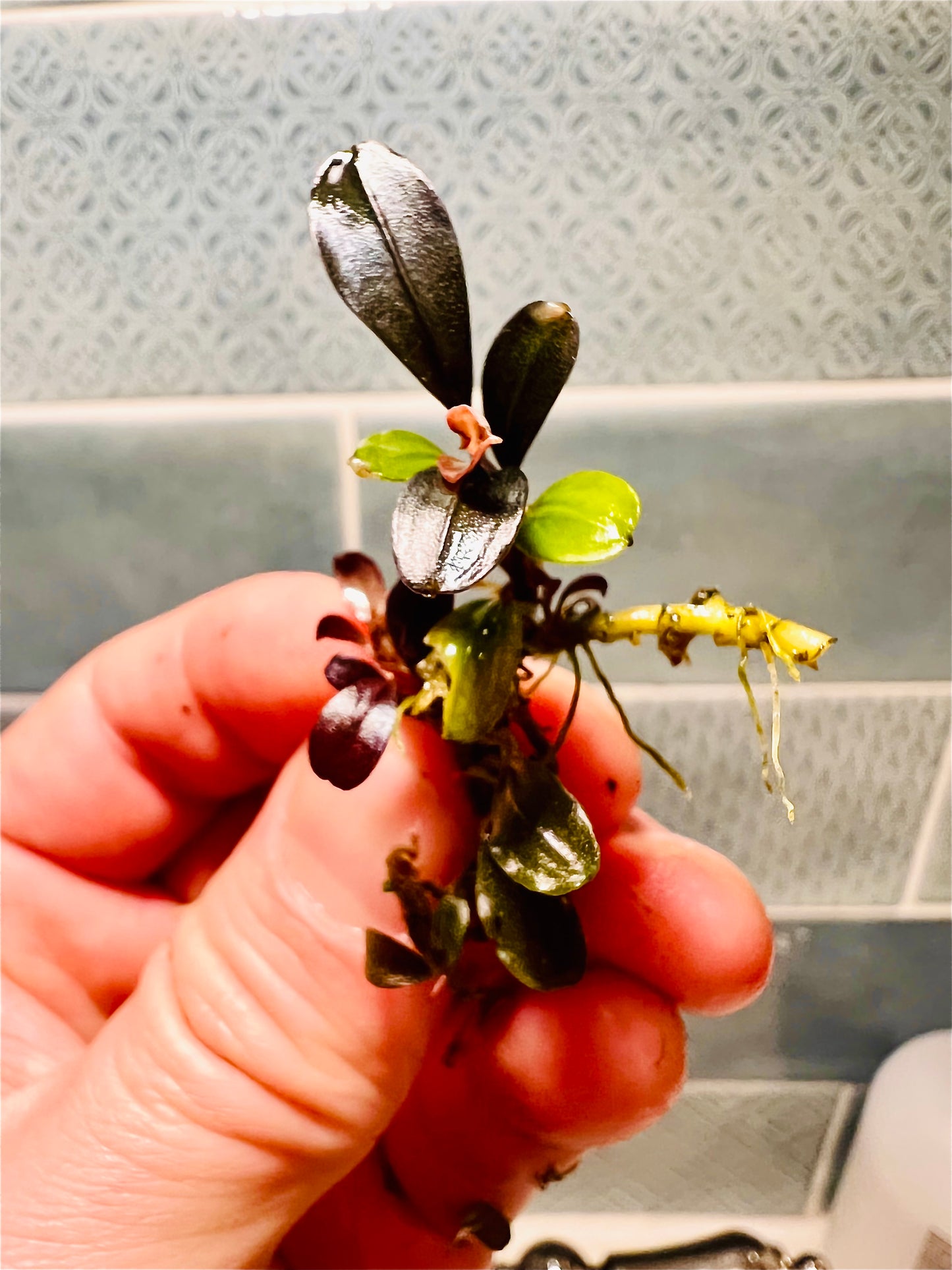 Bucephalandra Bundle Package (Best value!)