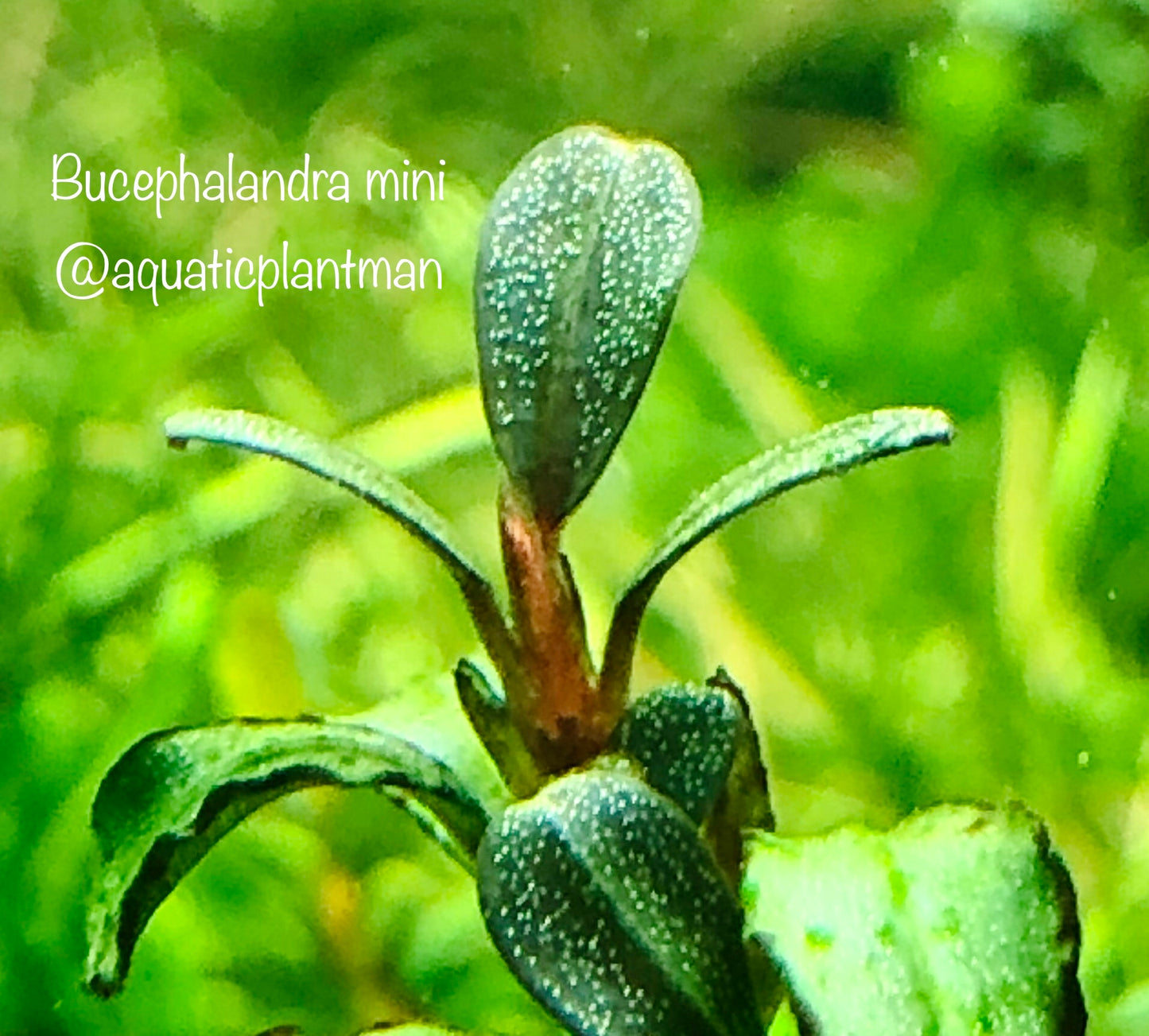 Bucephalandra Bundle Package (Best value!)