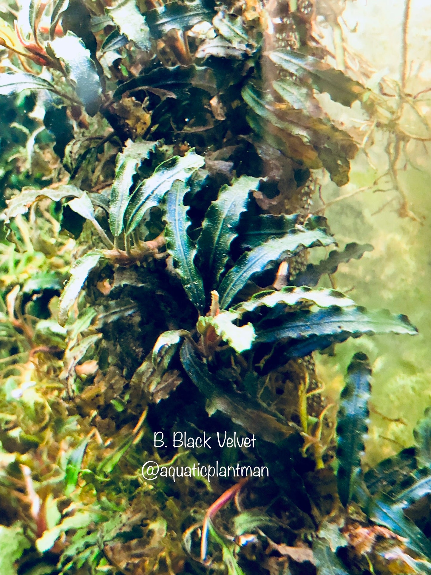 Bucephalandra Bundle Package (Best value!)