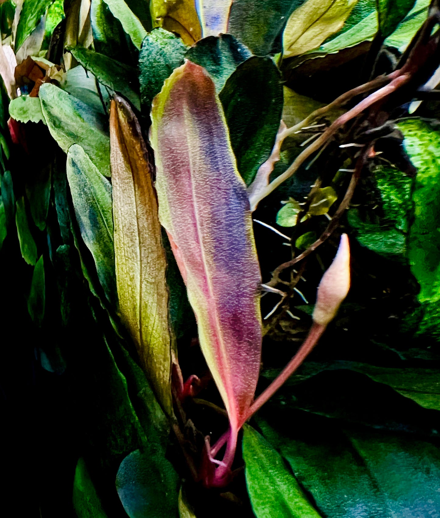 Bucephalandra Bundle Package (Best value!)