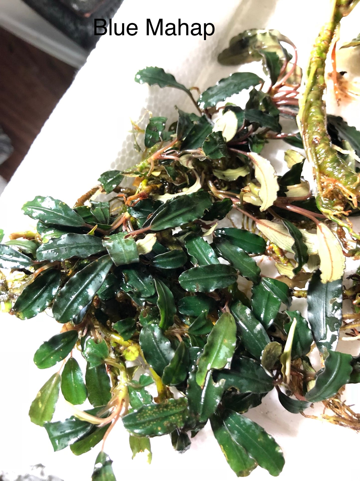 Bucephalandra Bundle Package (Best value!)