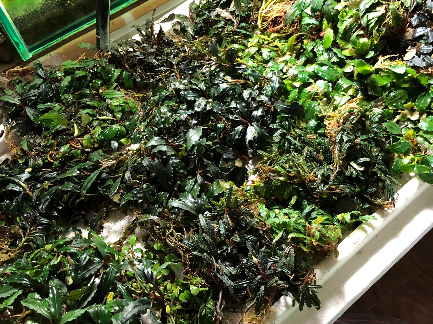 Bucephalandra Bundle Package (Best value!)