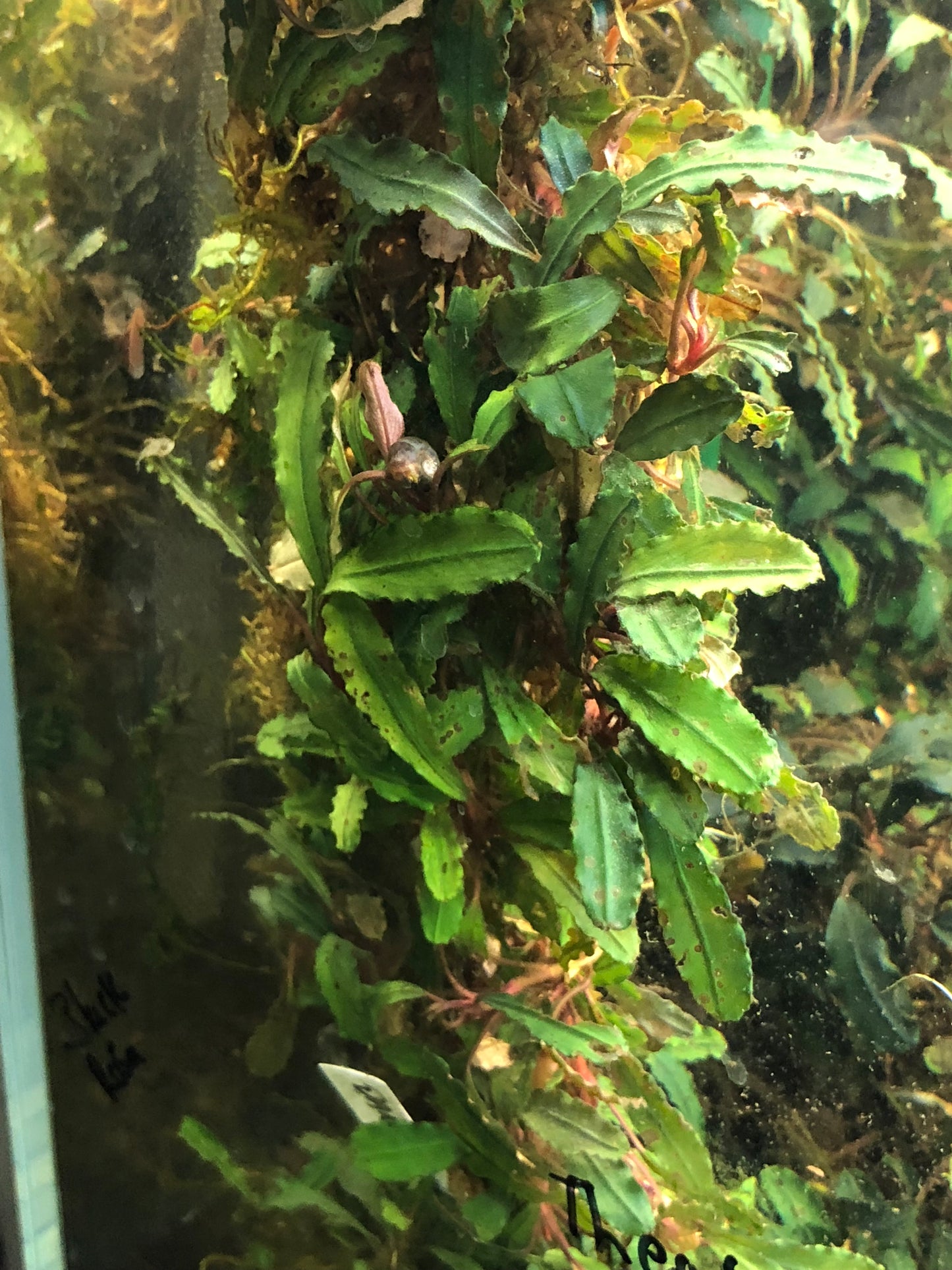 Bucephalandra Bundle Package (Best value!)