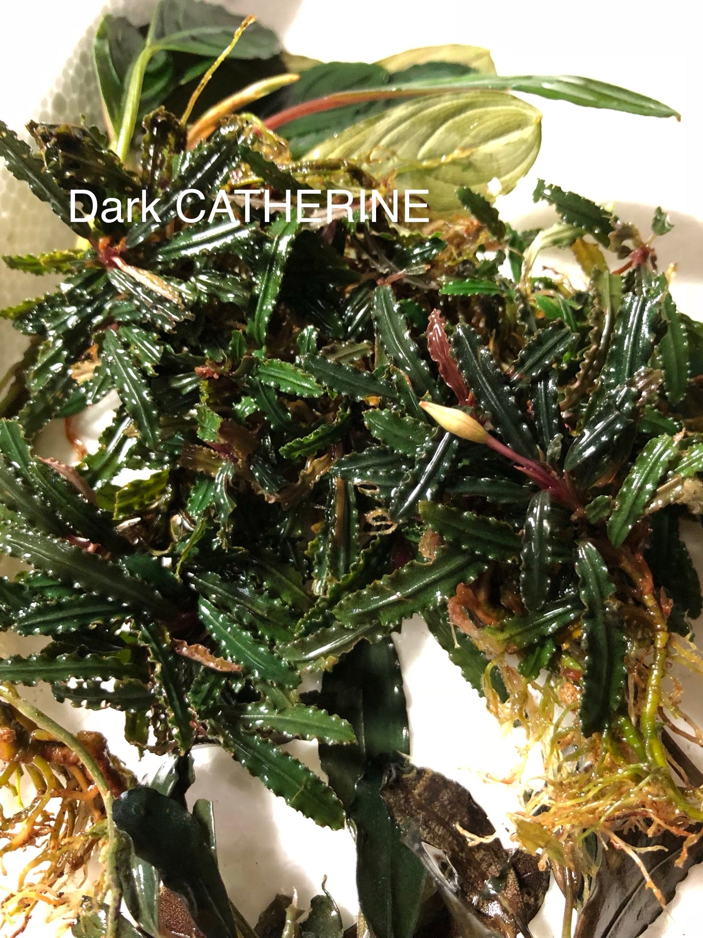 Bucephalandra Bundle Package (Best value!)