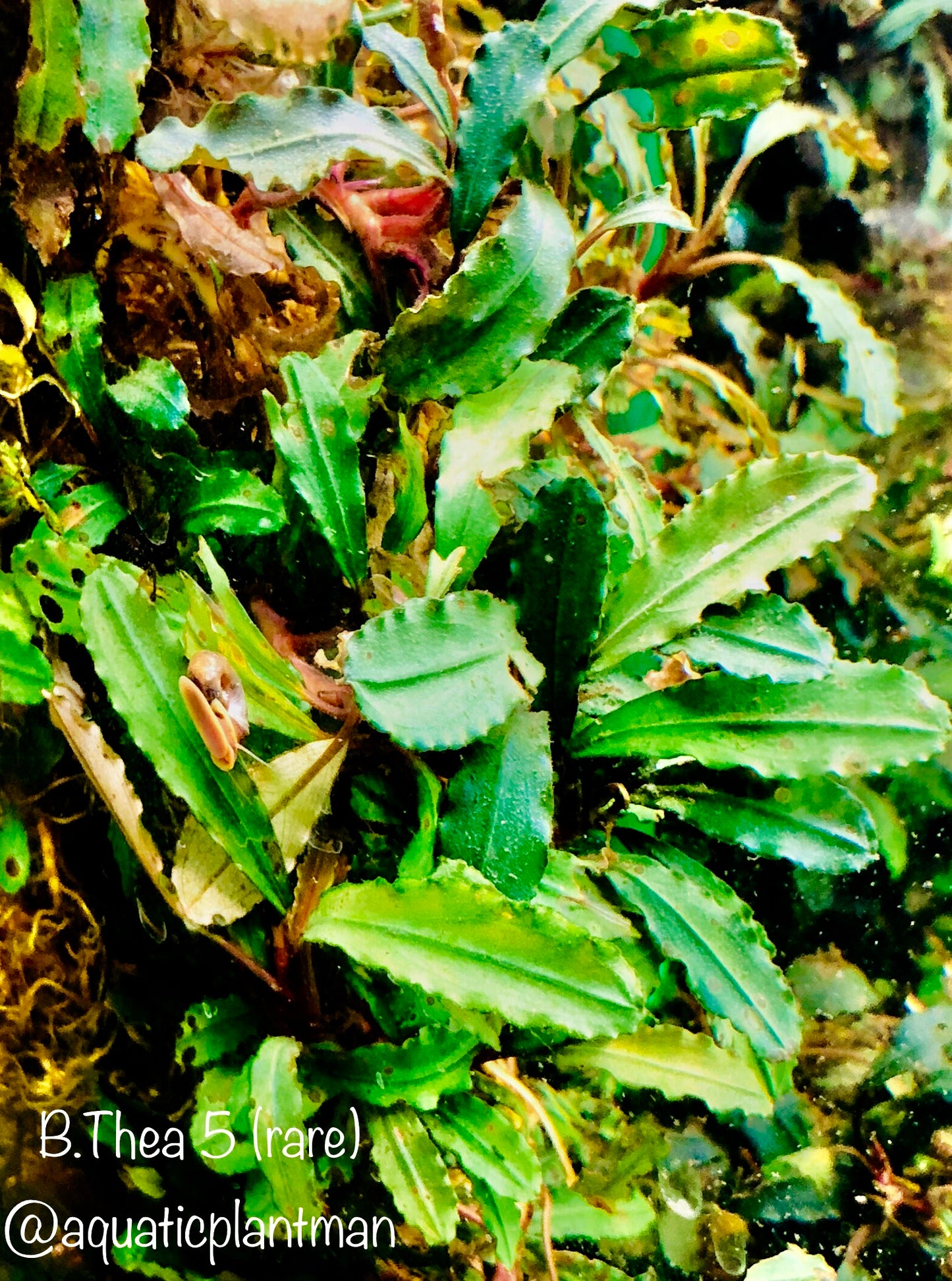 Bucephalandra Bundle Package (Best value!)