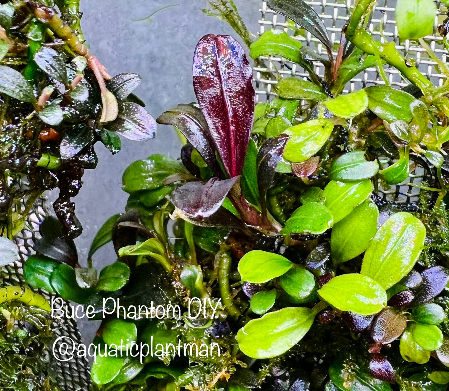 Bucephalandra Bundle Package (Best value!)