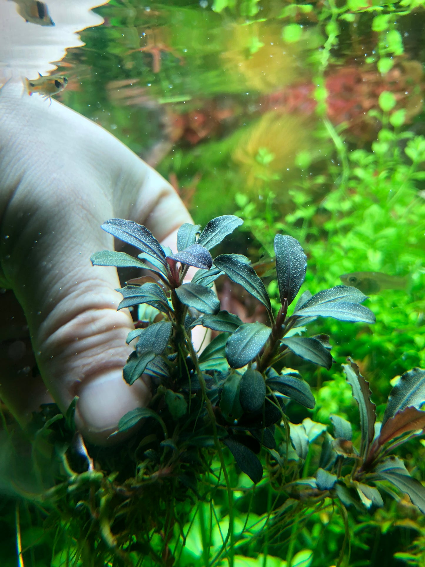 Bucephalandra Bundle Package (Best value!)