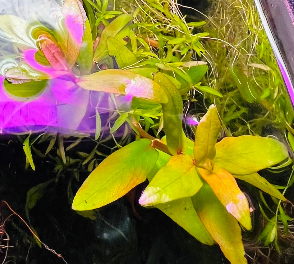 Nesaea Triflora (Ammannia capitellata)