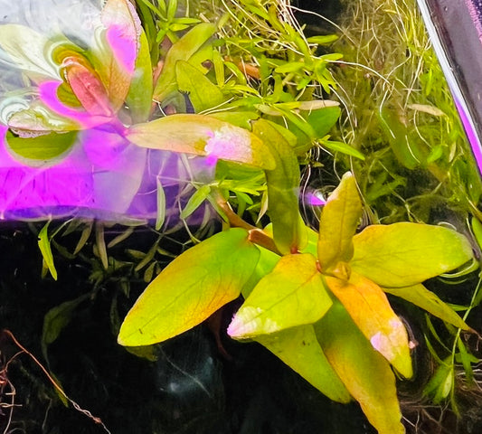 Nesaea Triflora (Ammannia capitellata)