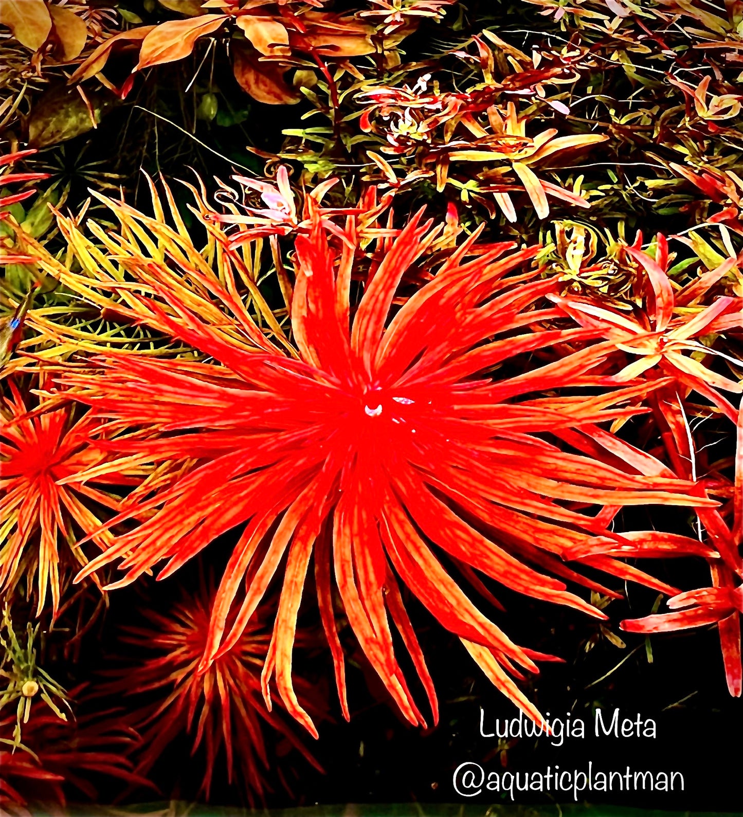 Ludwigia Meta