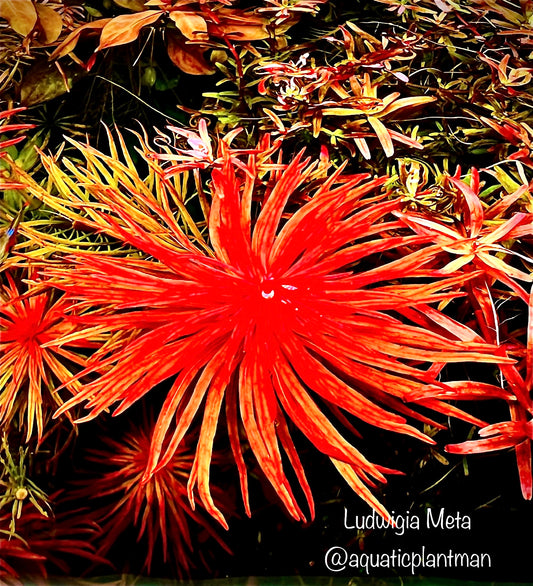 Ludwigia Meta